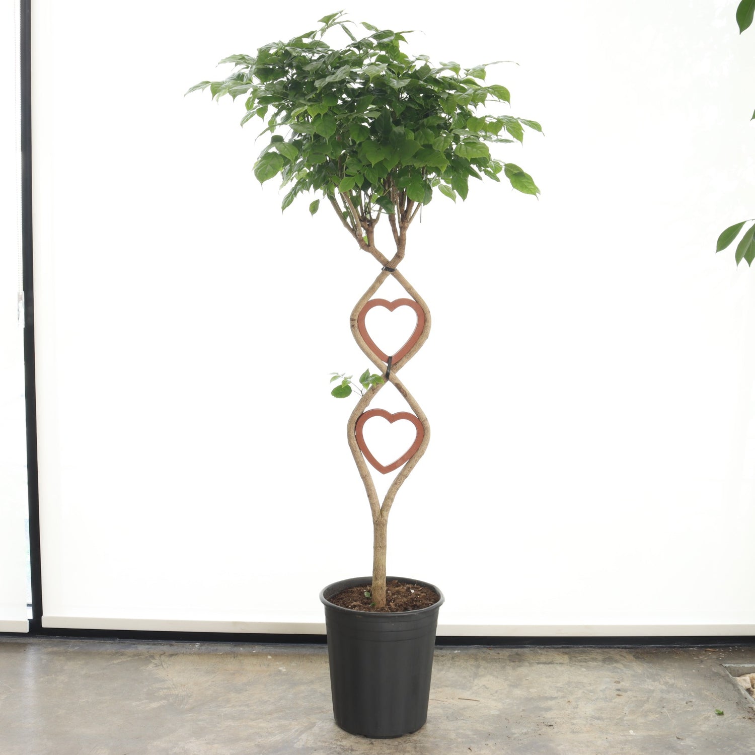 Chinese Bride Heart Shaped (Large Size)