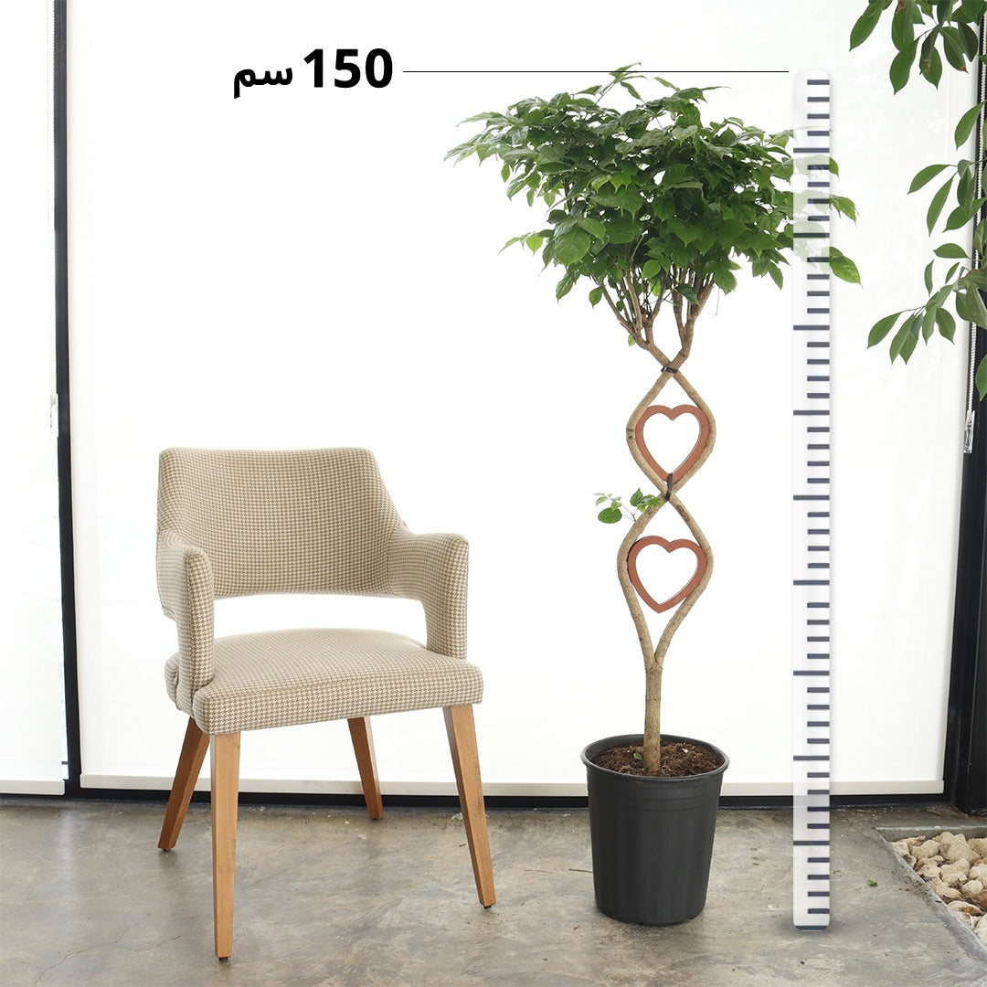 Chinese Bride Heart Shaped (Large Size)