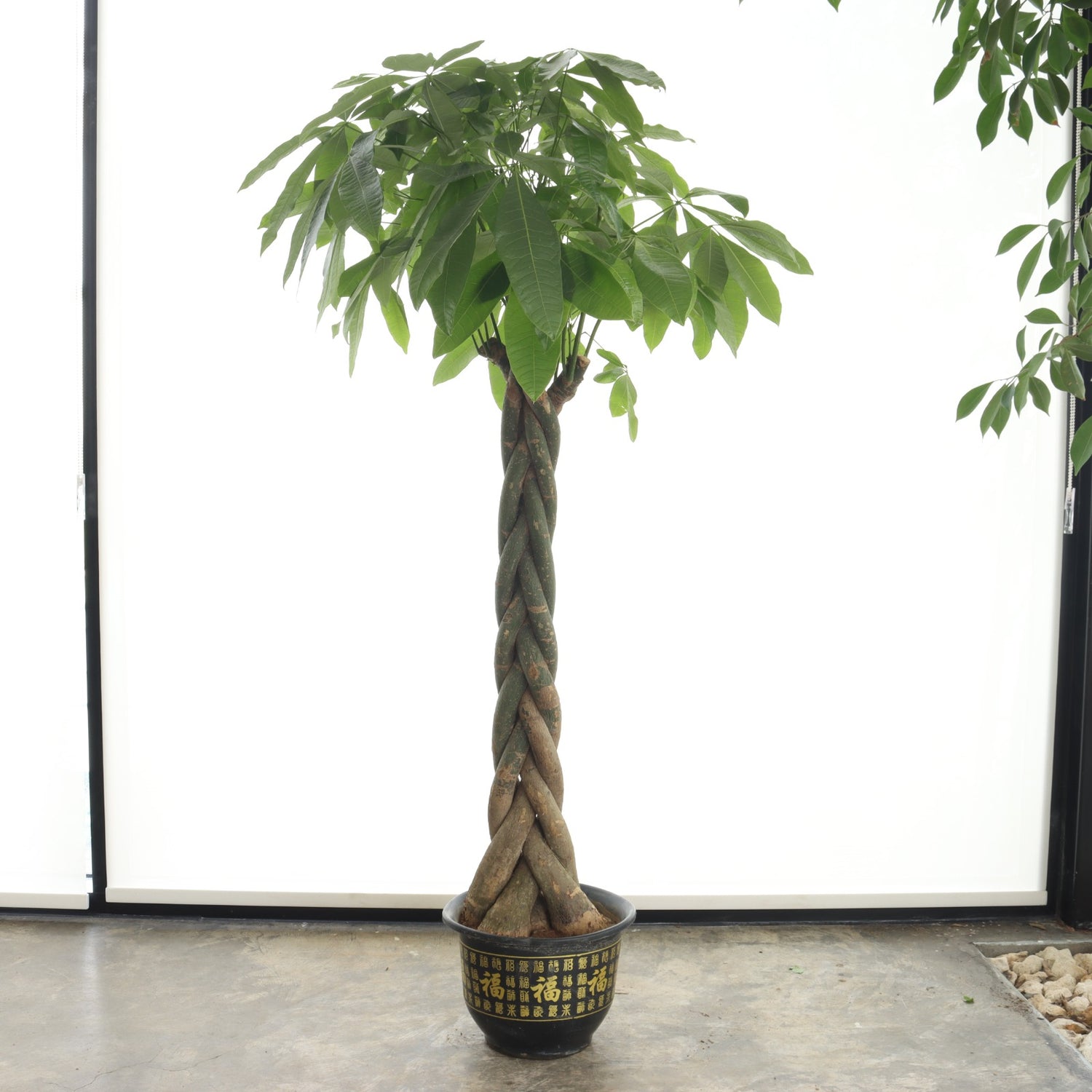 Pachira – Braided Stem (Large Size)