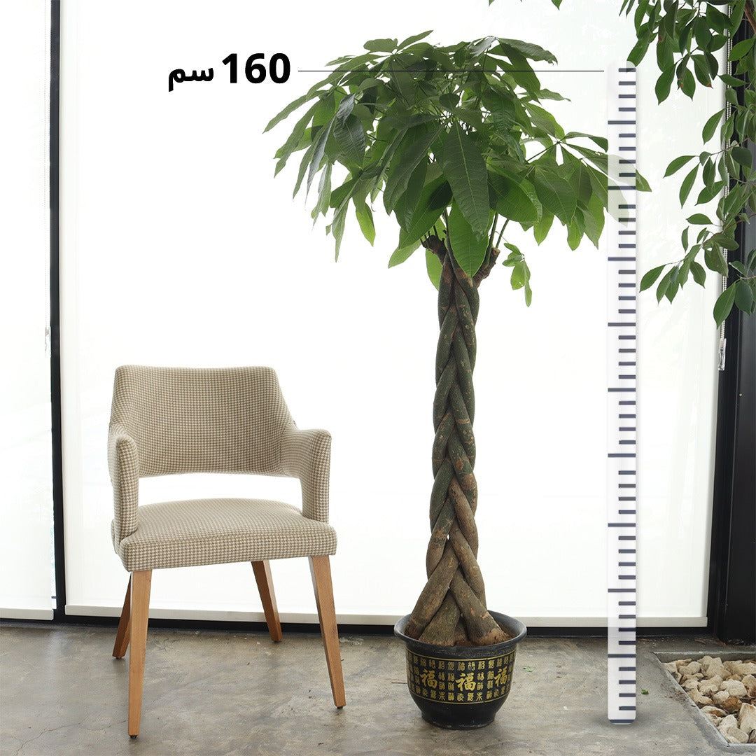 Pachira – Braided Stem (Large Size)