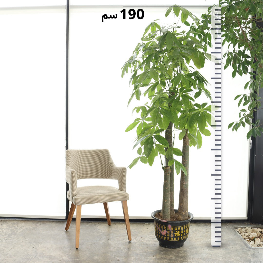 Pachira (Giant Size)