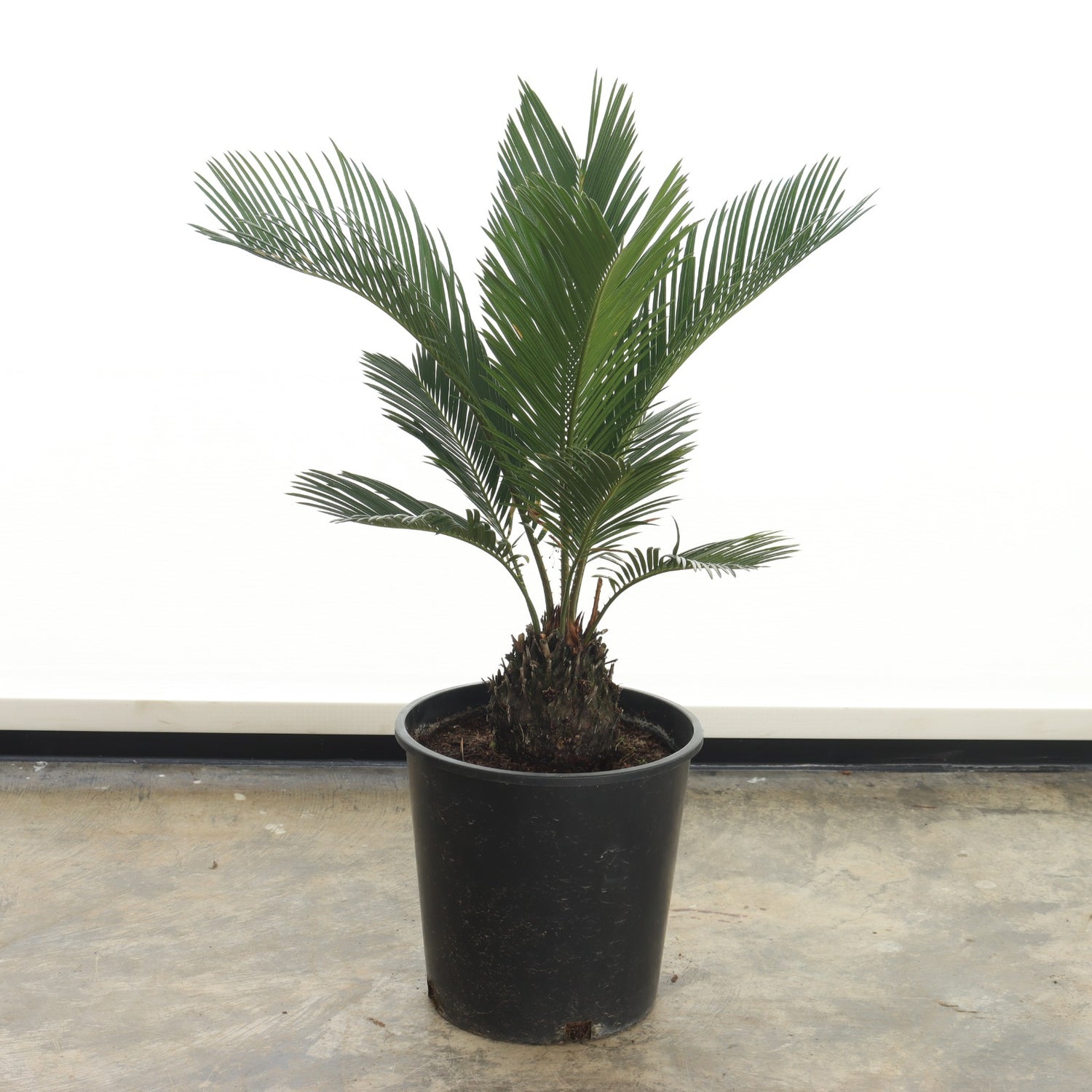 Cycas (Small Size)