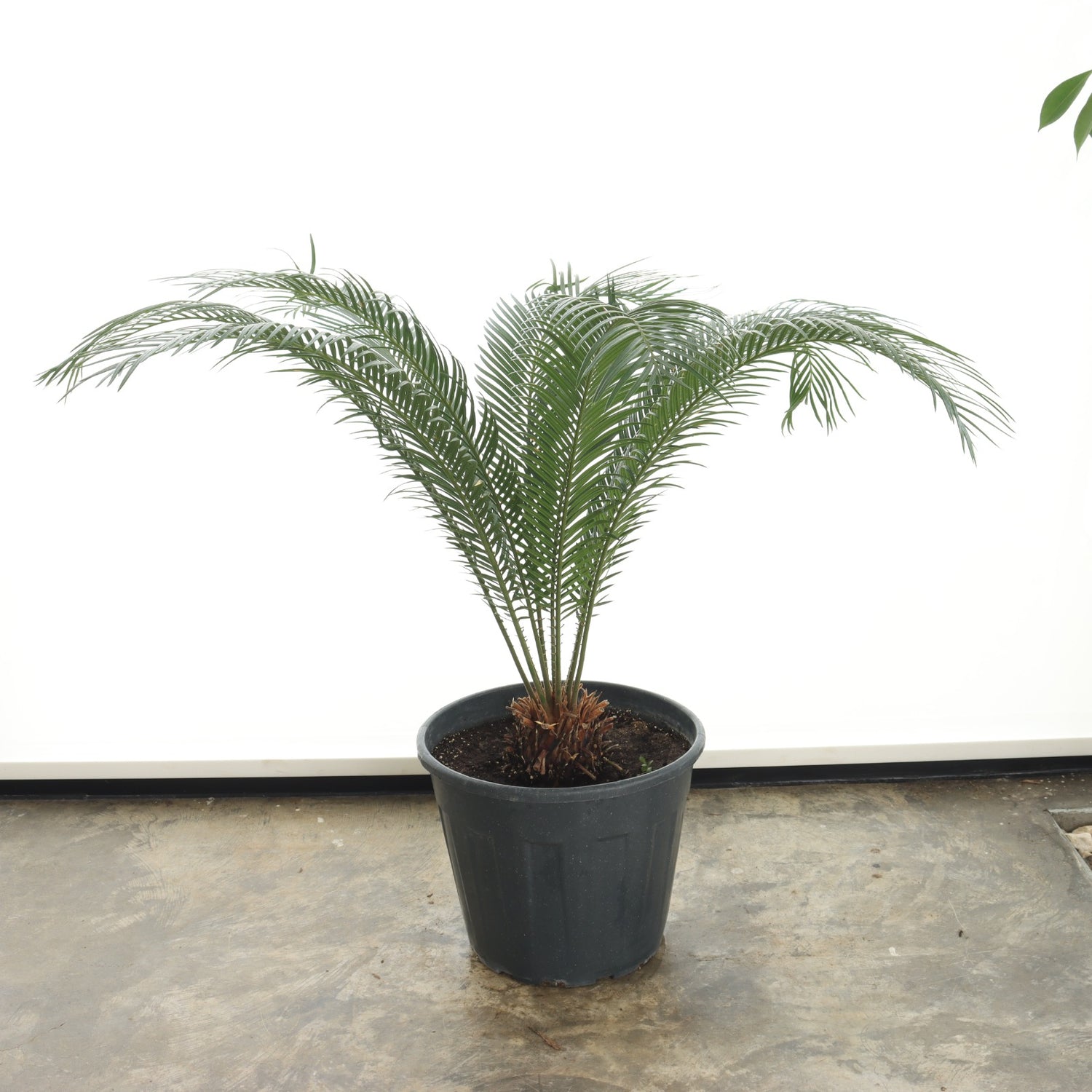 Cycas (Medium Size)