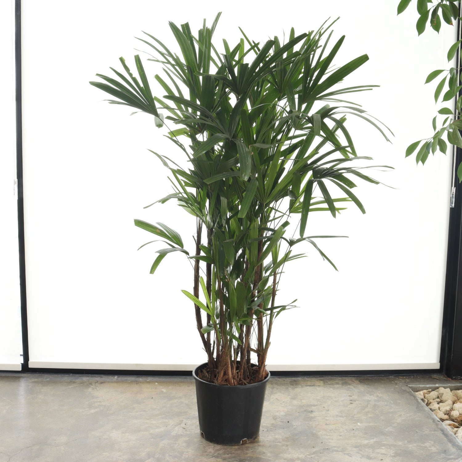 نخلة السيدة (حجم كبير)