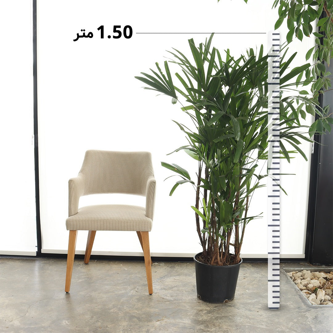 نخلة السيدة (حجم كبير)