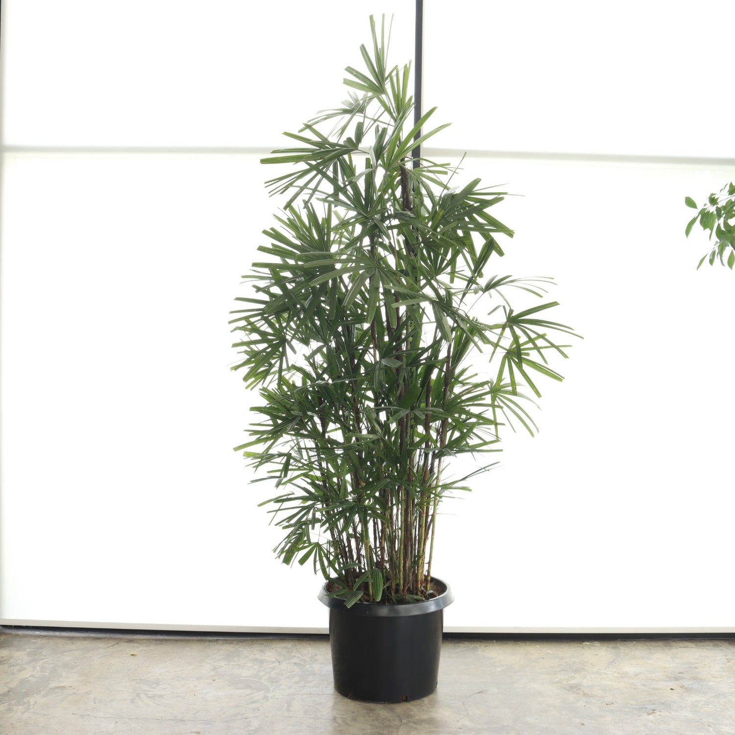 نخلة السيدة (حجم عملاق)