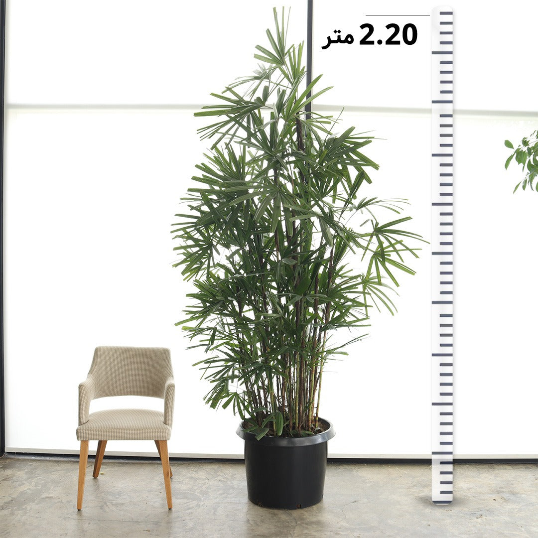 نخلة السيدة (حجم عملاق)