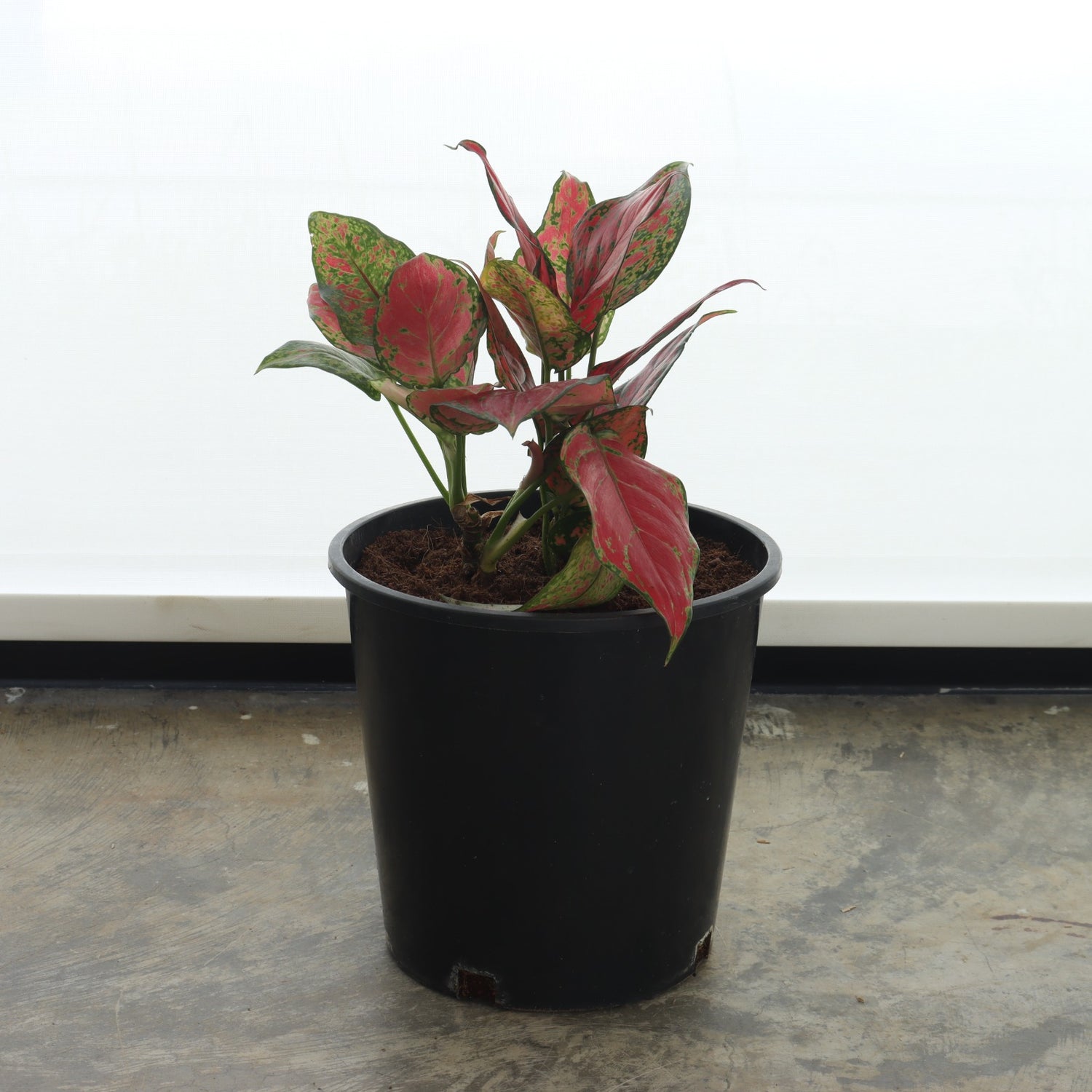 الأجلونيما الحمراء