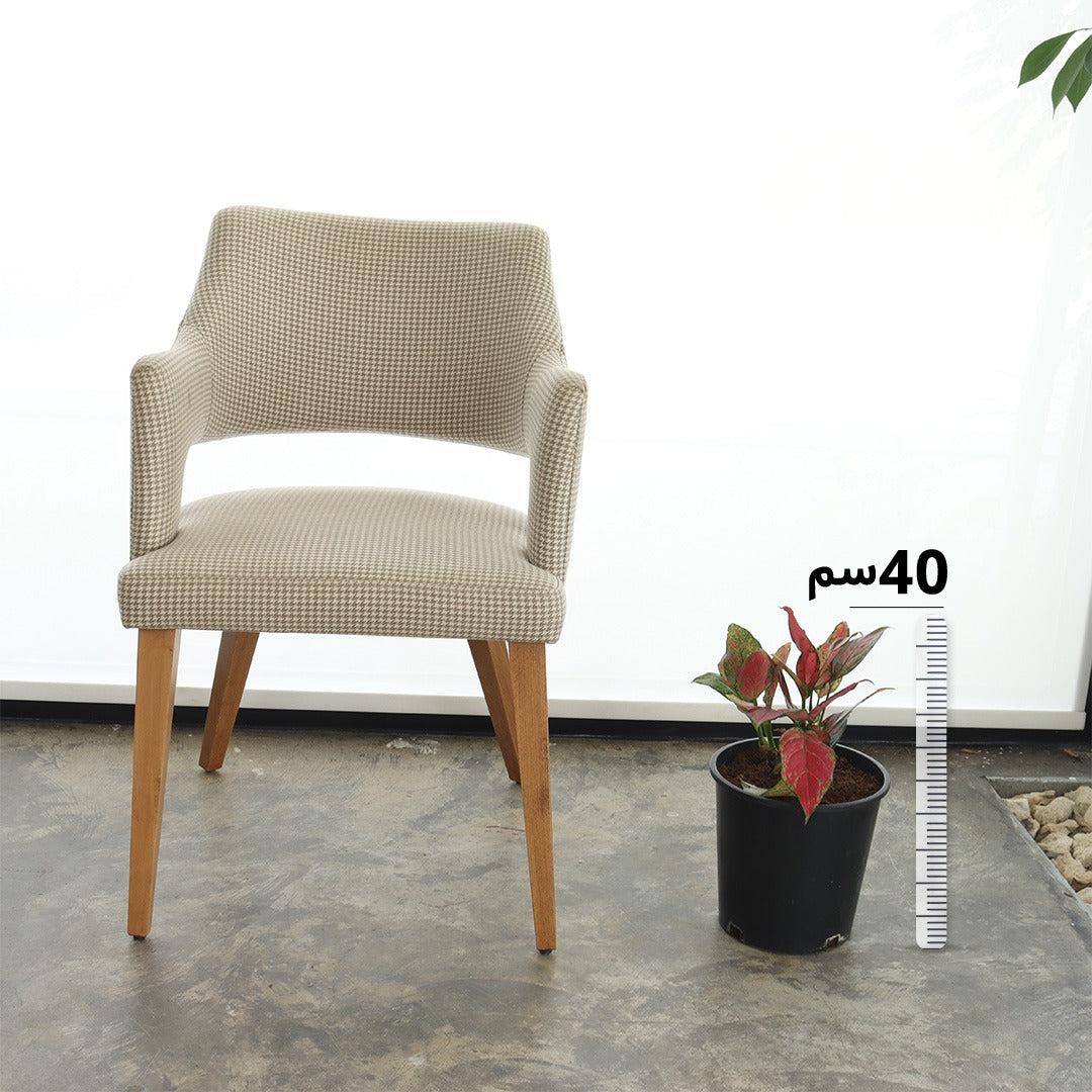 الأجلونيما الحمراء