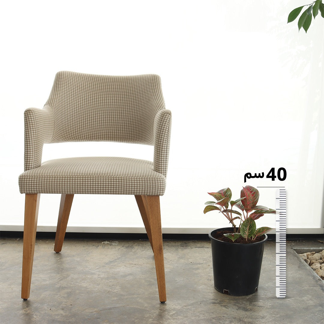 الأجلونيما الصينية الخضراء