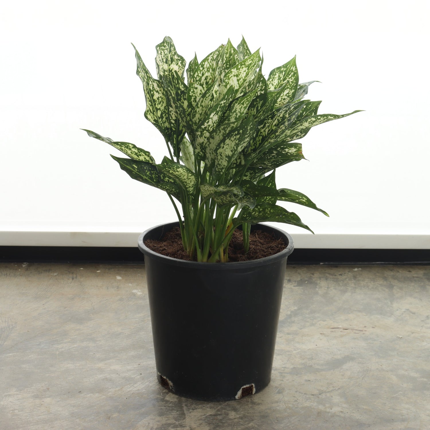 الأجلونيما المبرقشة