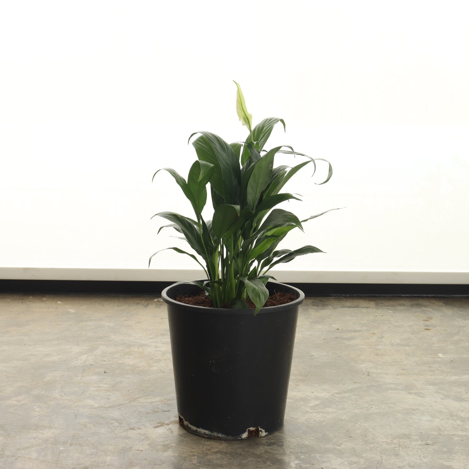 زنبق السلام (حجم صغير)