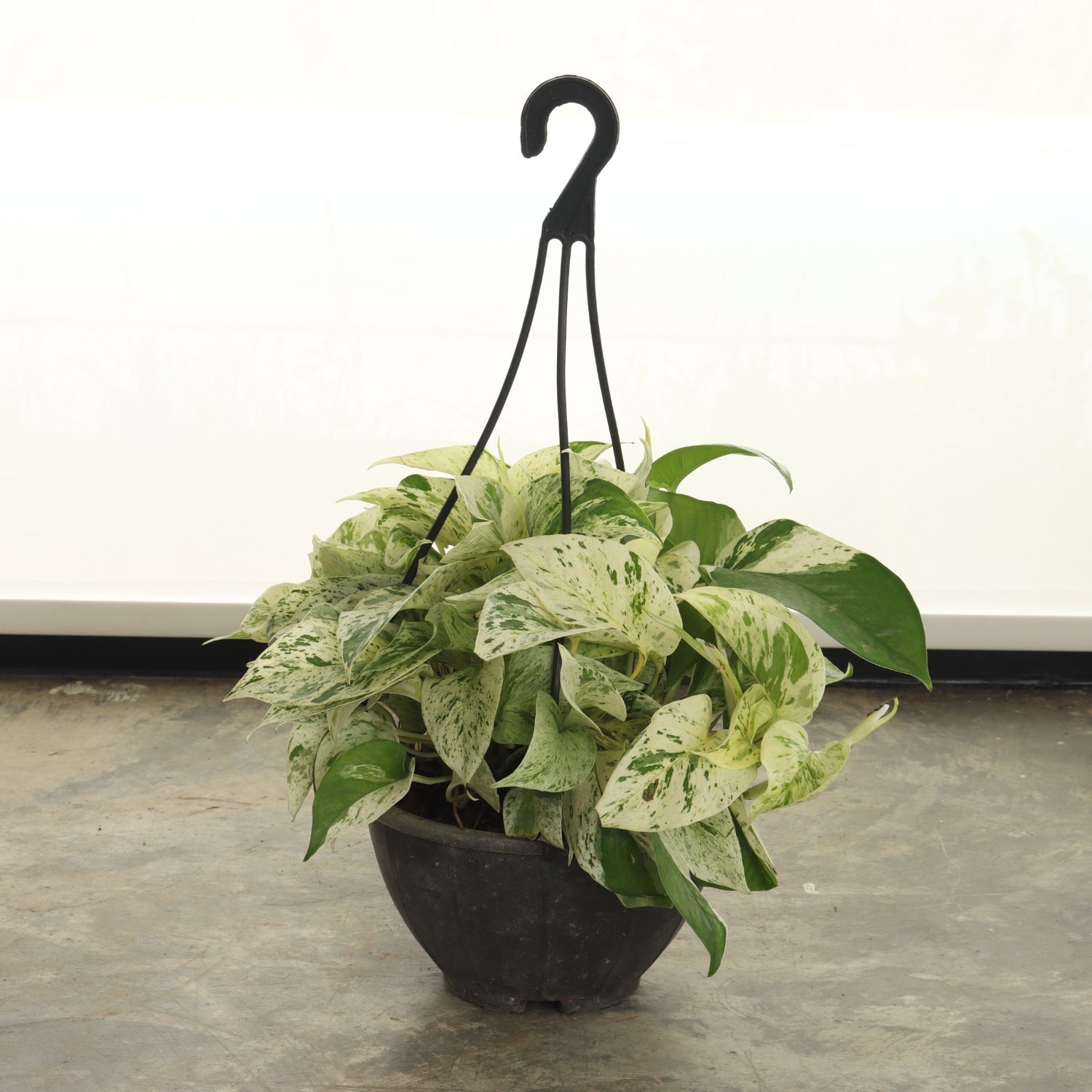 البوتس المبرقش (حجم صغير)