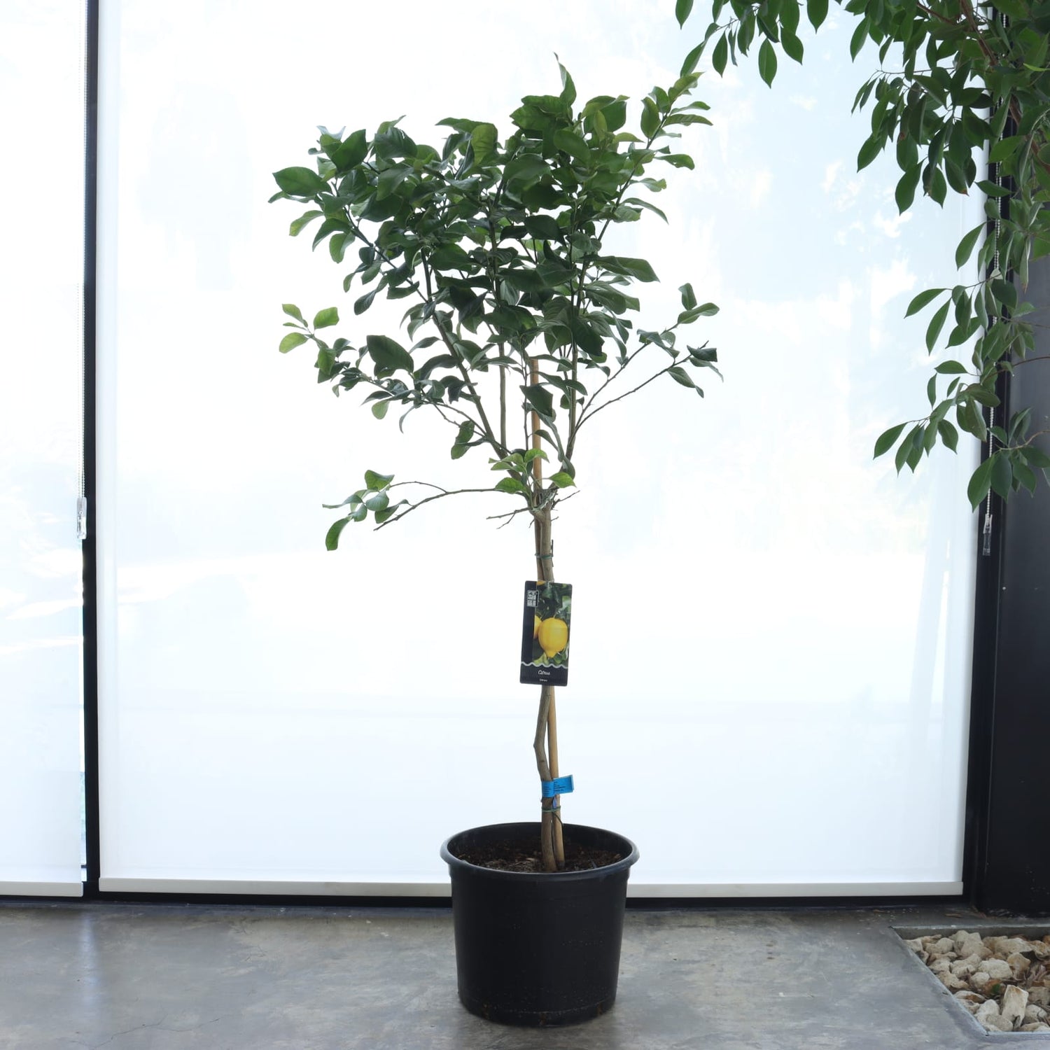 شجرة ليمون + سماد سمكي عضوي (عبوة ١ لتر)