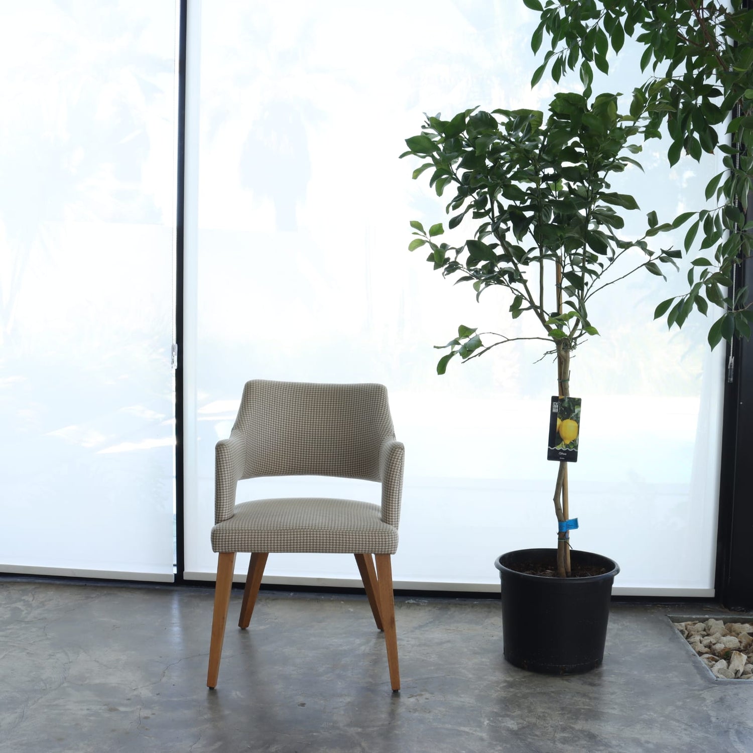 شجرة ليمون + سماد سمكي عضوي (عبوة ١ لتر)