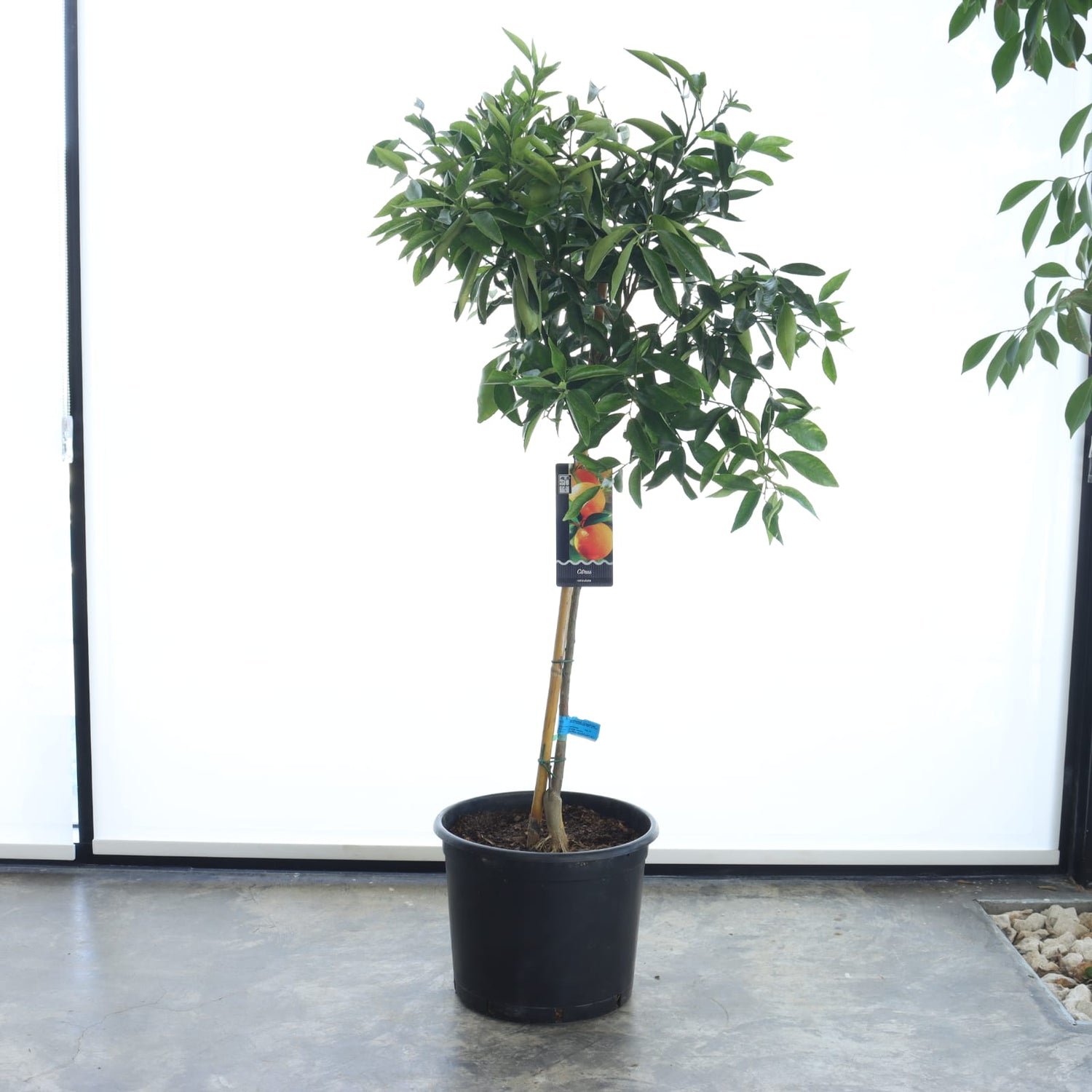 شجرة أفندي + سماد سمكي عضوي (عبوة ١ لتر)