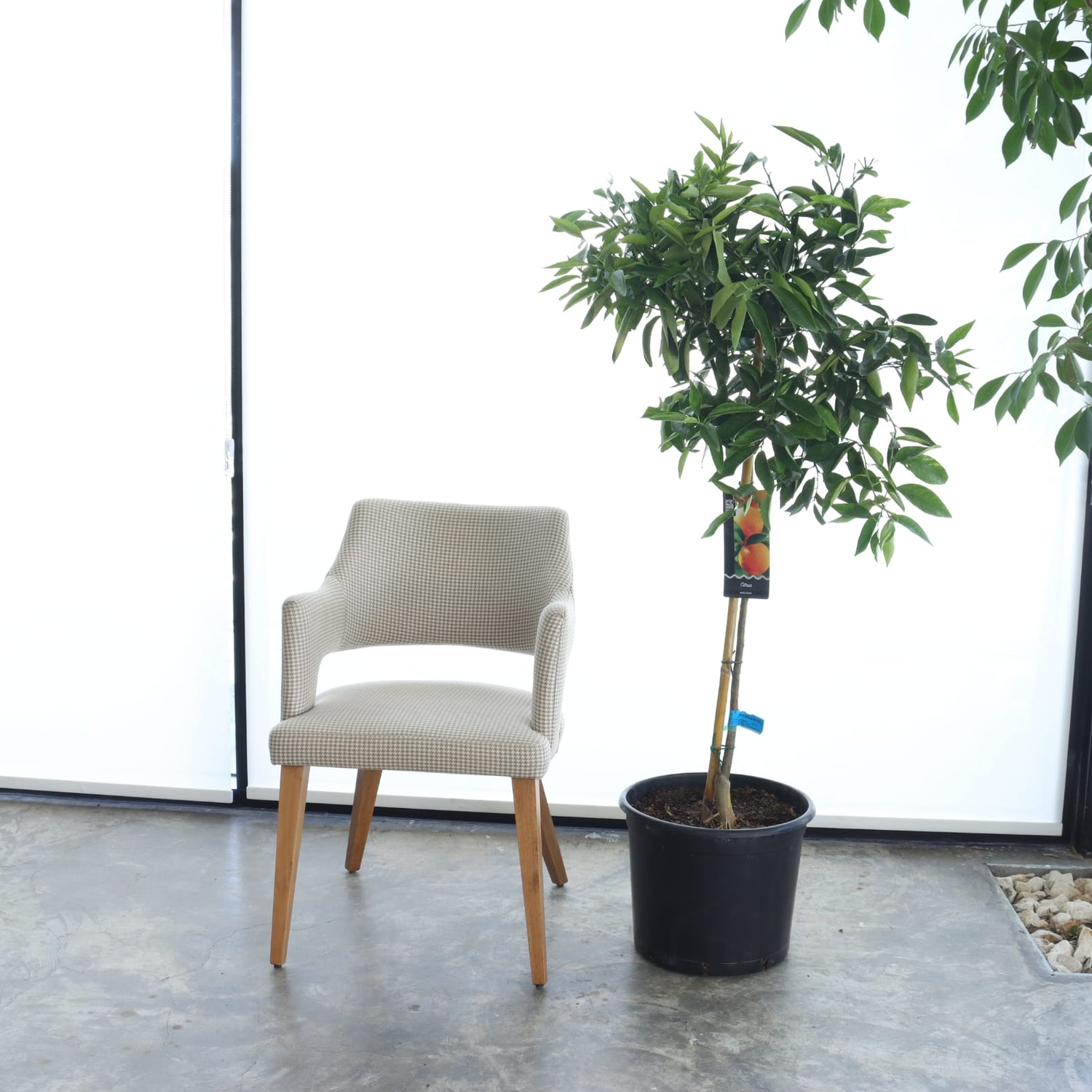 شجرة أفندي + سماد سمكي عضوي (عبوة ١ لتر)