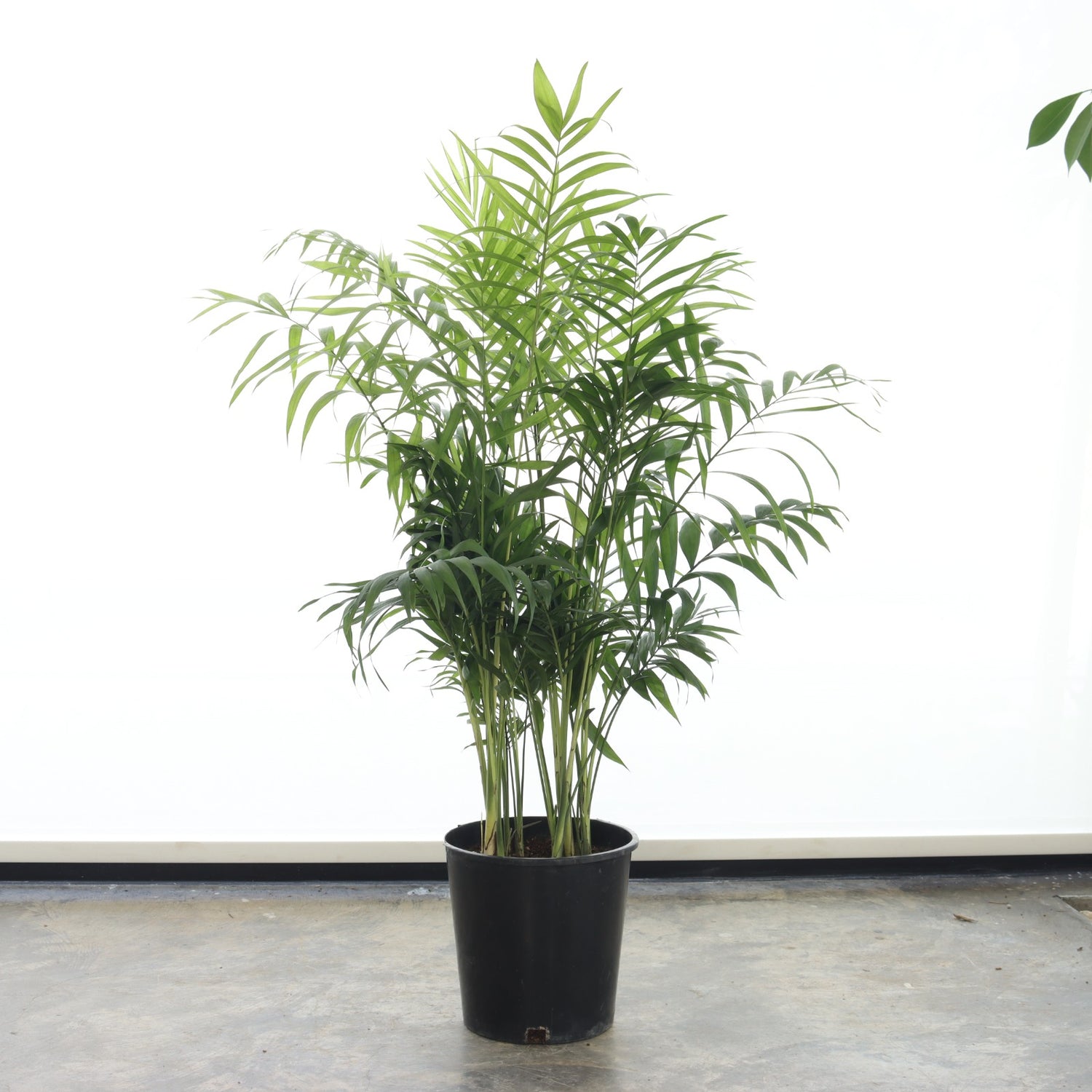 نخيل شمادوريا (حجم وسط)