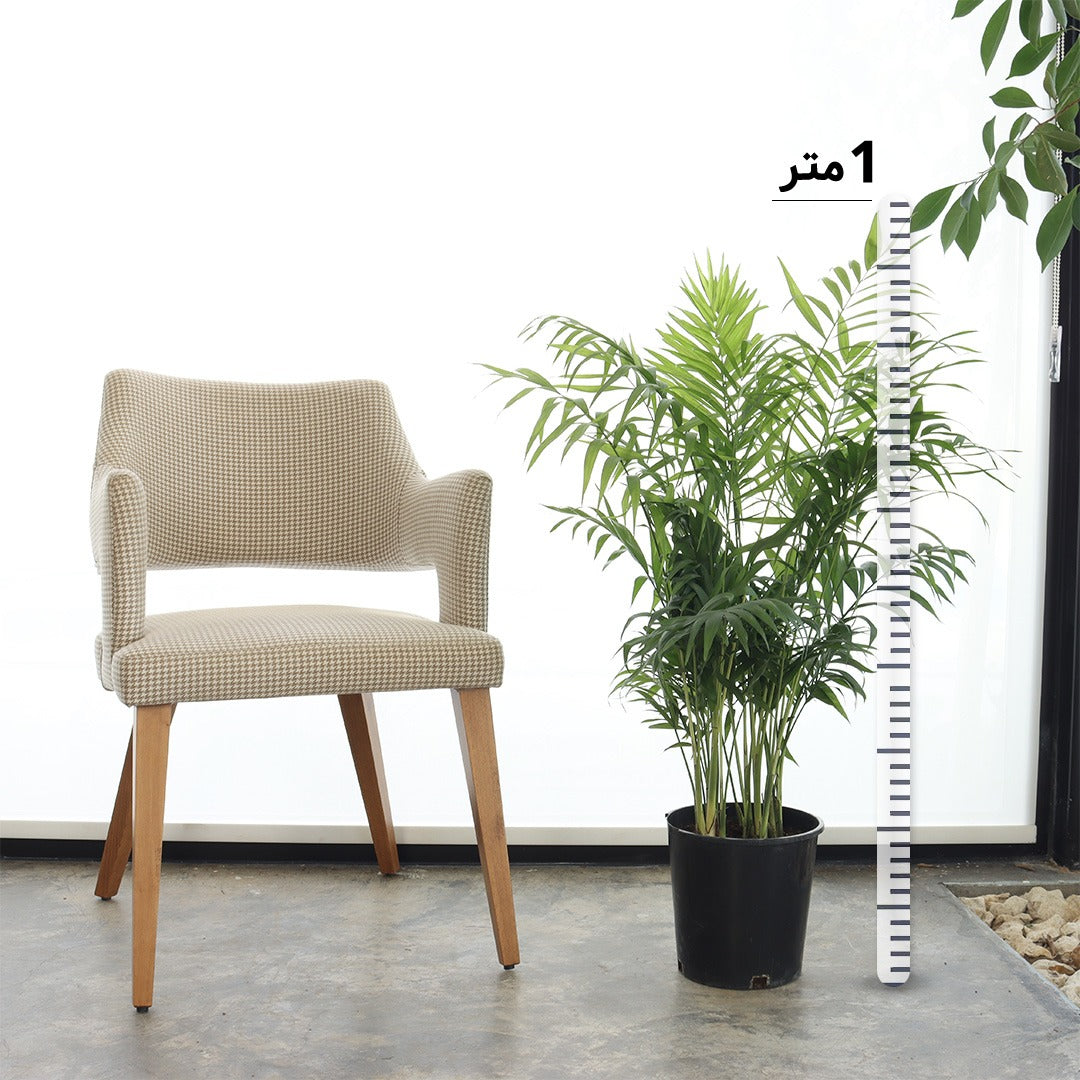 نخيل شمادوريا (حجم وسط)