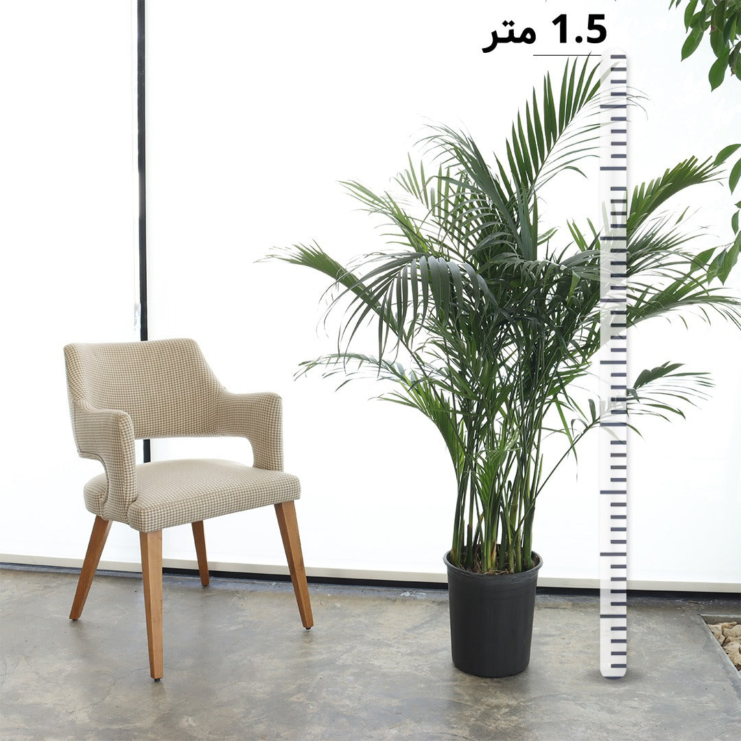 نخيل كنتيا (حجم وسط)