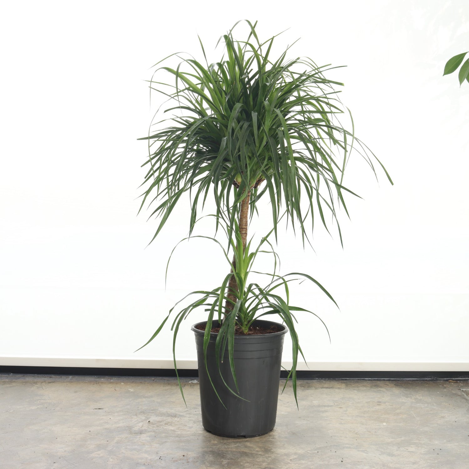 دراسينا دراكو (حجم صغير – تاج واحد)