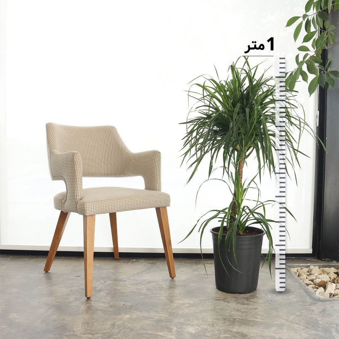 دراسينا دراكو (حجم صغير – تاج واحد)