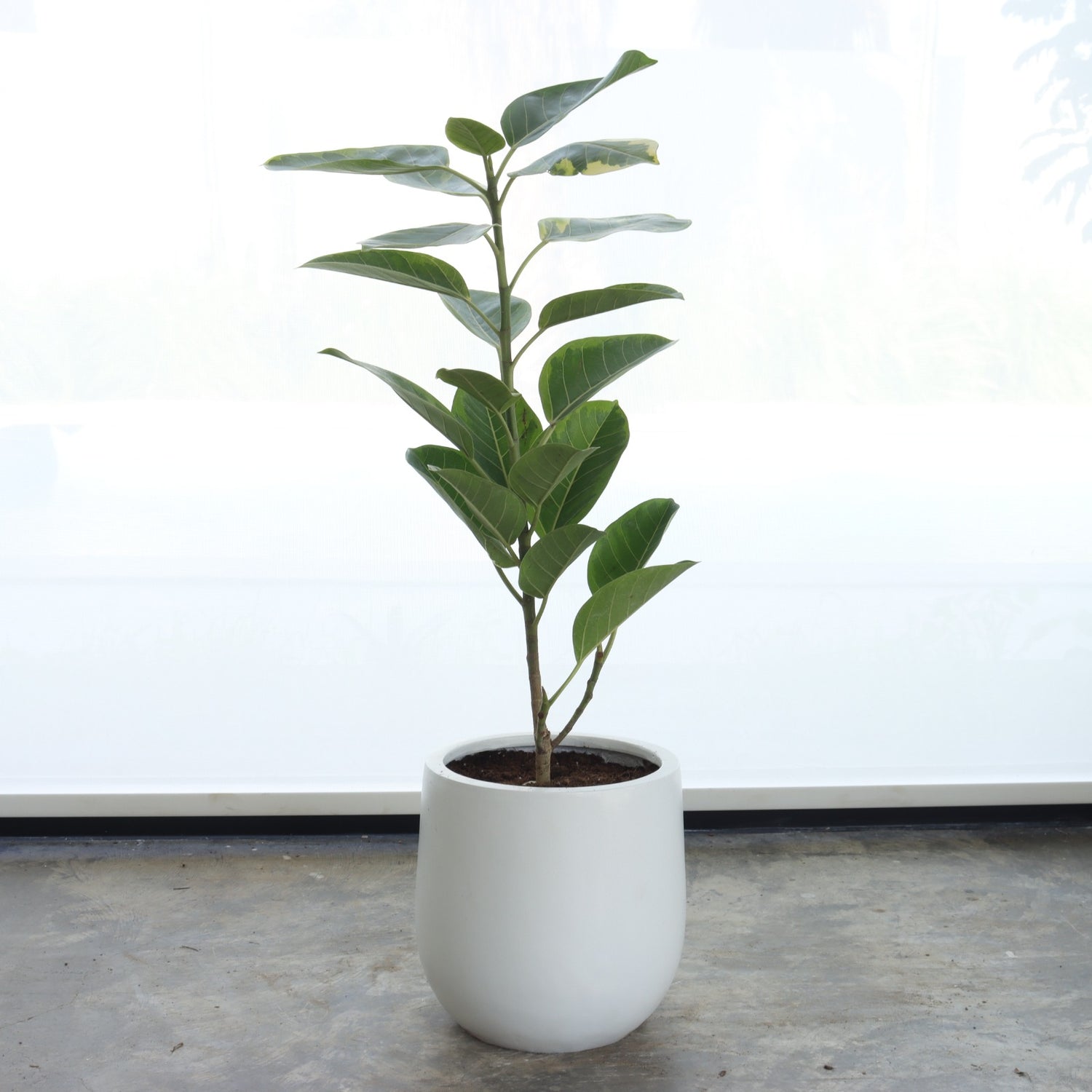 فيكس التيسيما (حجم صغير) – حوض أبيض