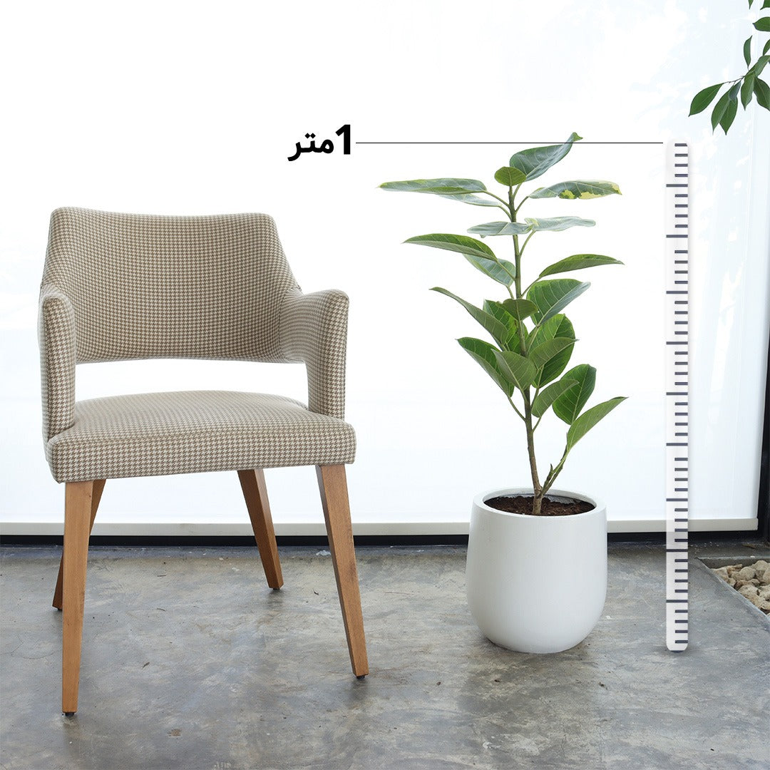 فيكس التيسيما (حجم صغير) – حوض أبيض