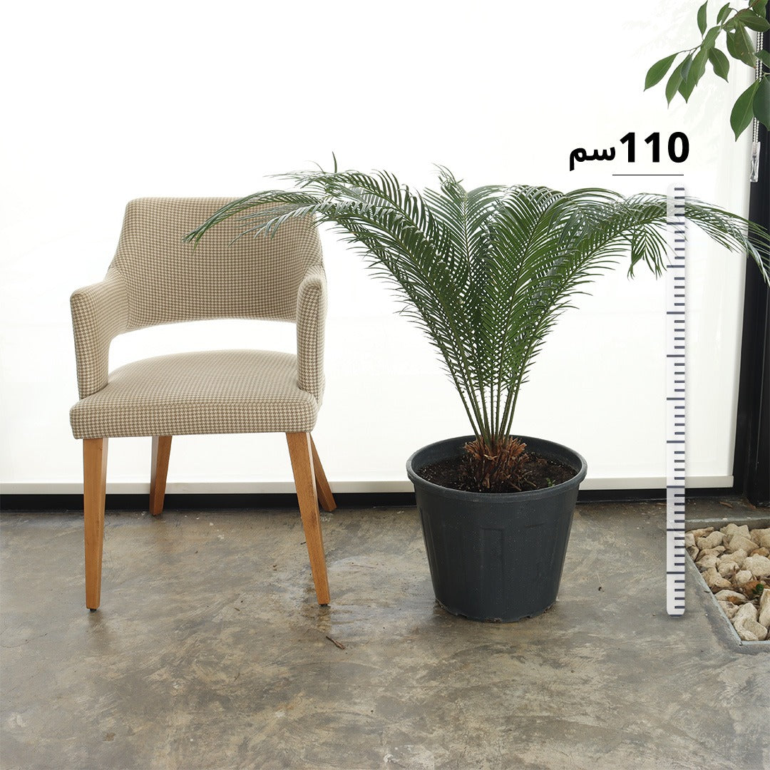 Cycas (Medium Size)