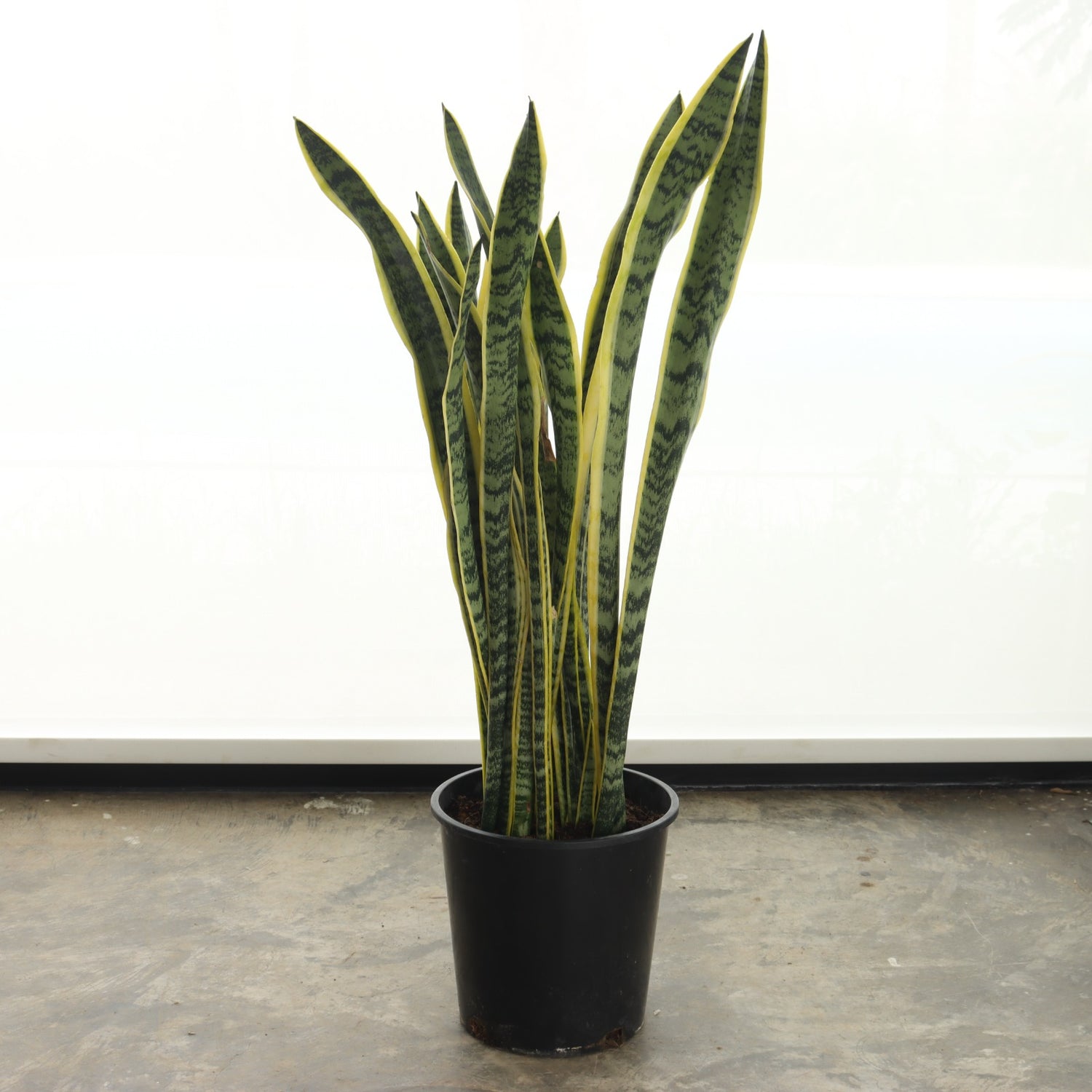 جلد النمر (حجم وسط)