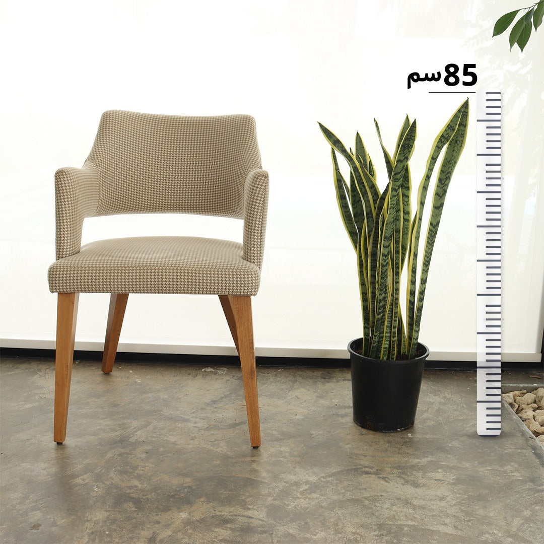 جلد النمر (حجم وسط)