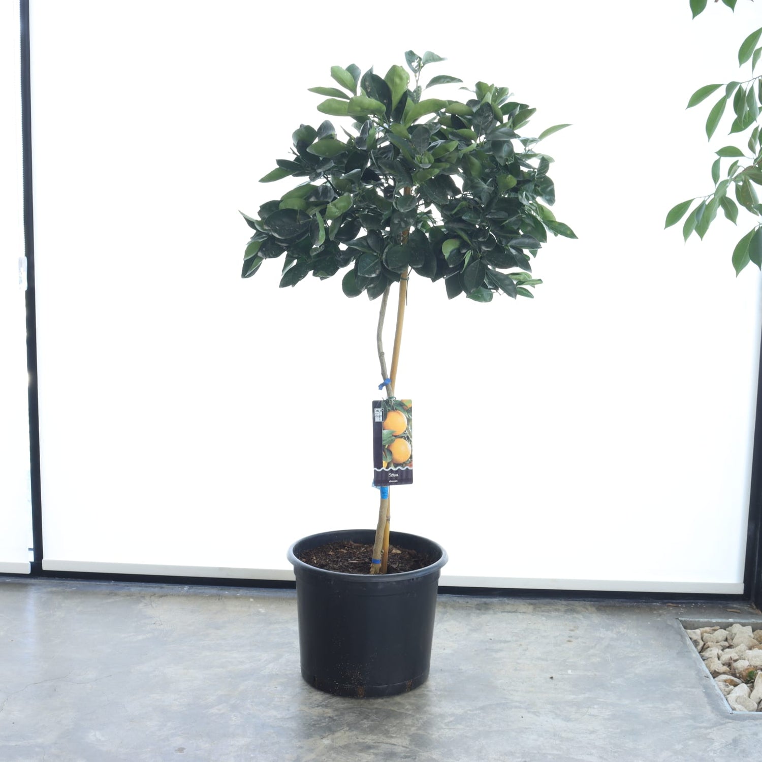 شجرة برتقال + سماد سمكي عضوي (عبوة ١ لتر)