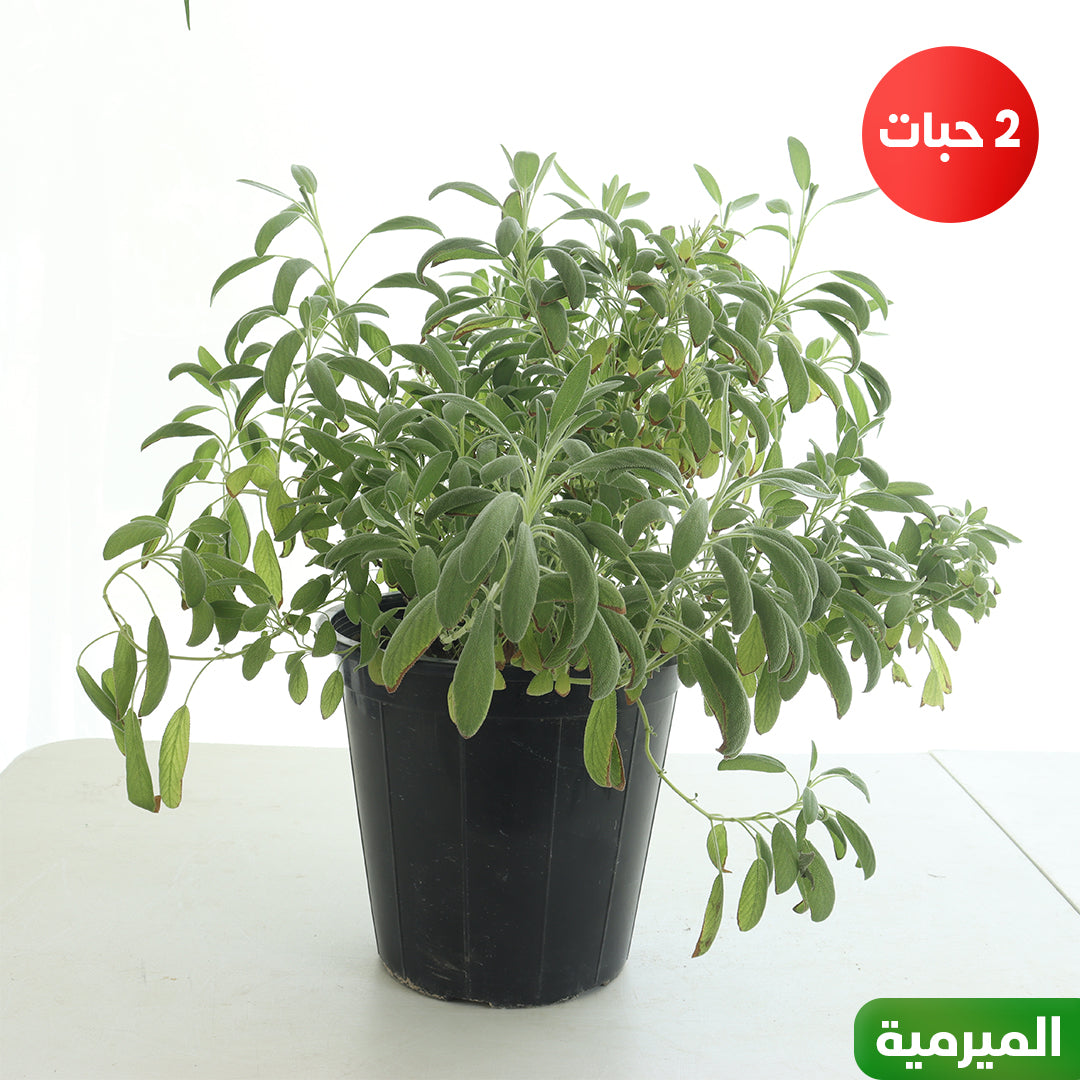 تشكيلة 10 نباتات عطرية