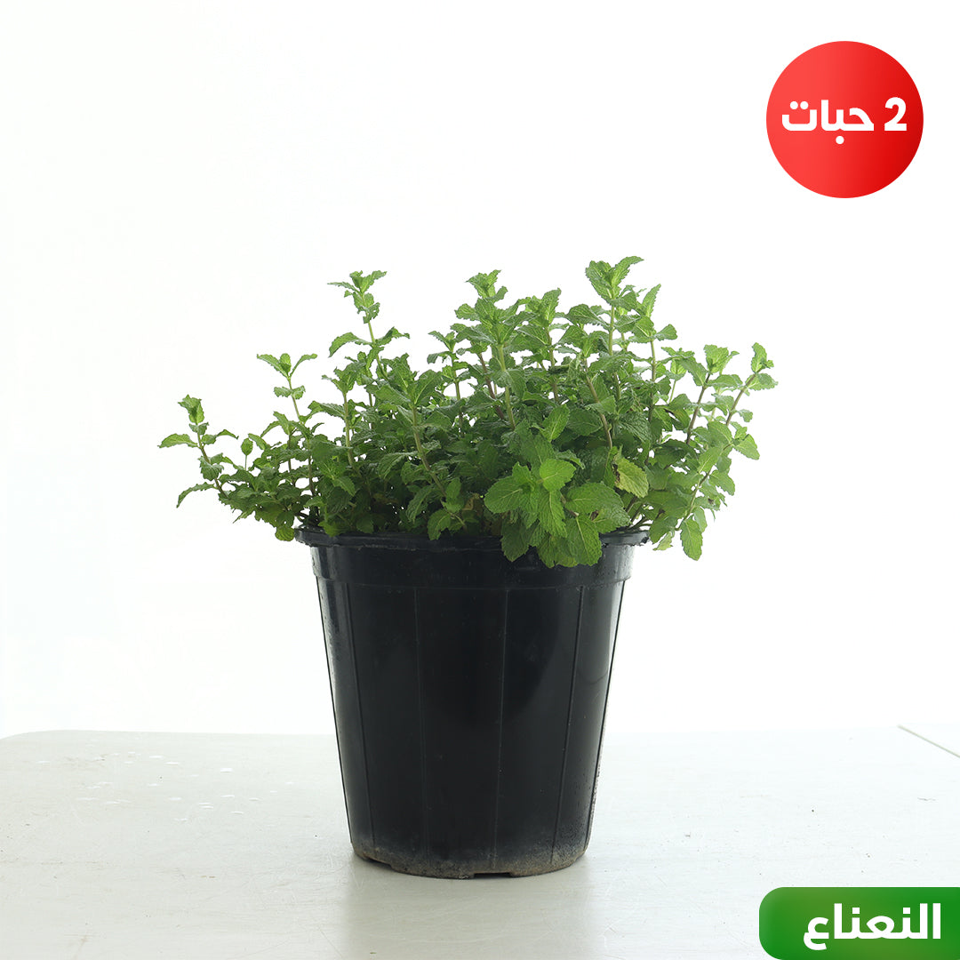 تشكيلة 10 نباتات عطرية