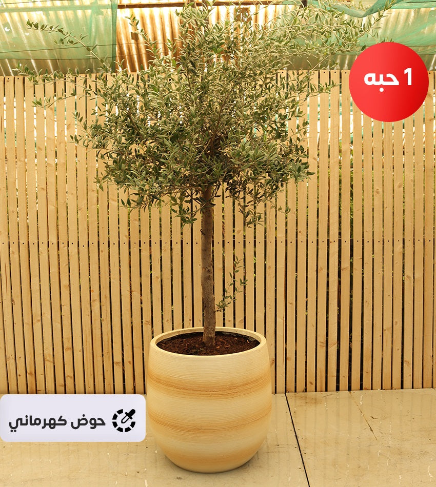 شجرة زيتون إسباني – (1) قطعة (حجم كبير) بحوض فايبرجلاس