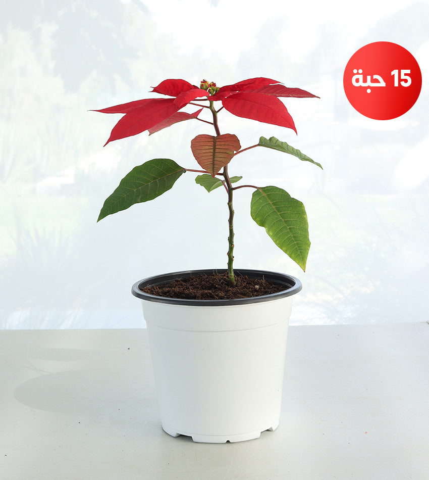 Poinsettia (15 pieces – small size)
