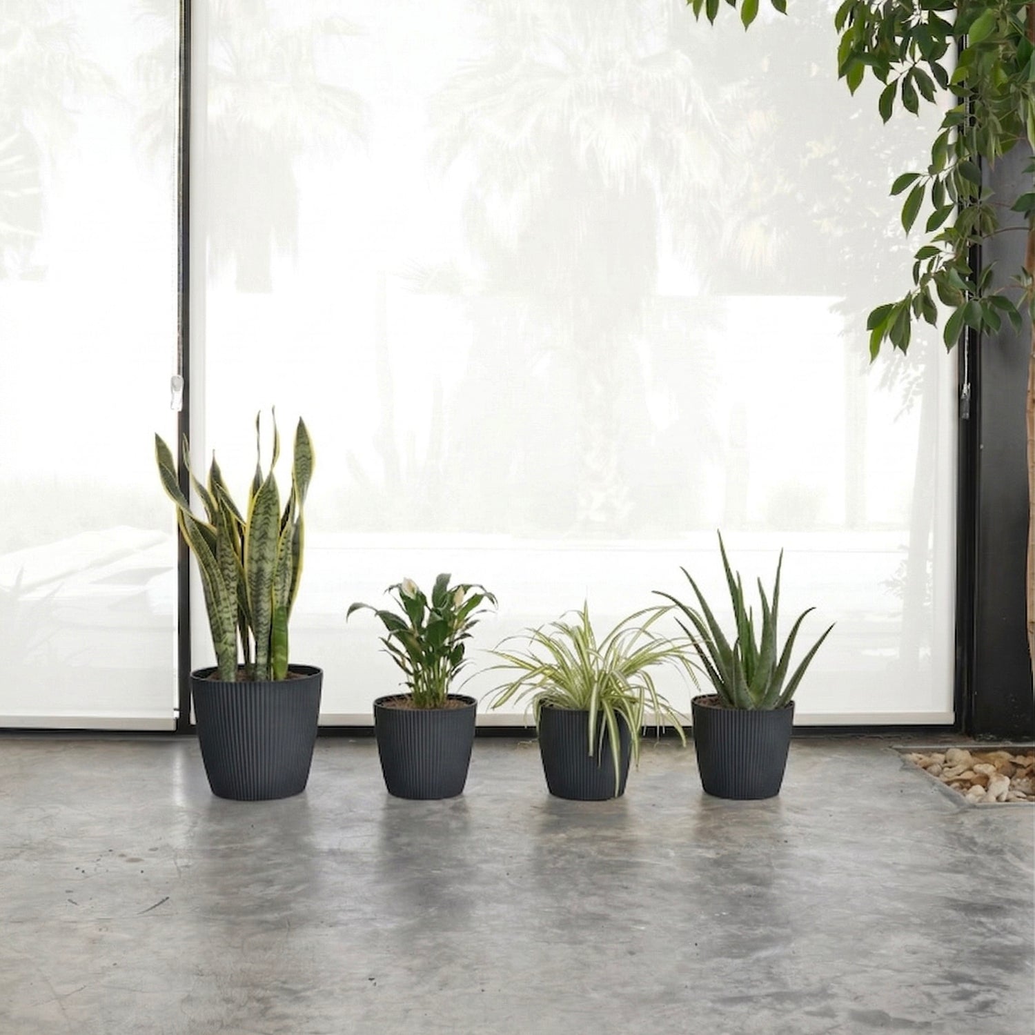 جلد النمر، زنبق السلام، نبتة العنكبوت، و الألوفيرا