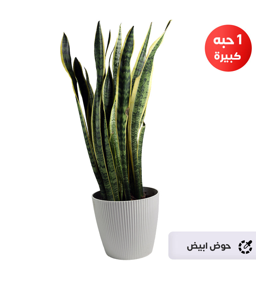 Snake Plant – 1 Large Plant + 1 Small Plant