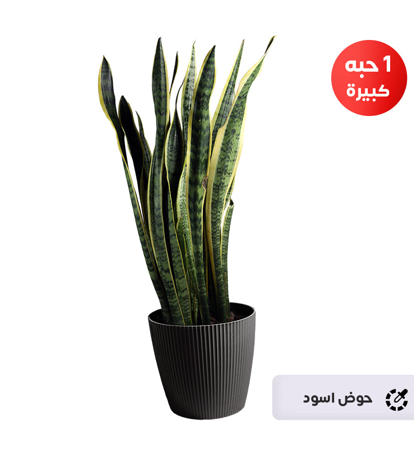 Snake Plant – 1 Large Plant + 1 Small Plant