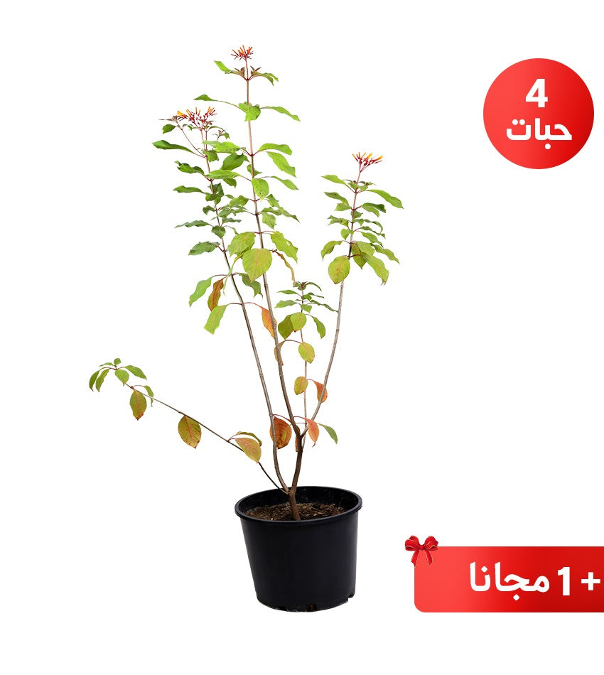 Hamelia – 4 Plants + 1 Free