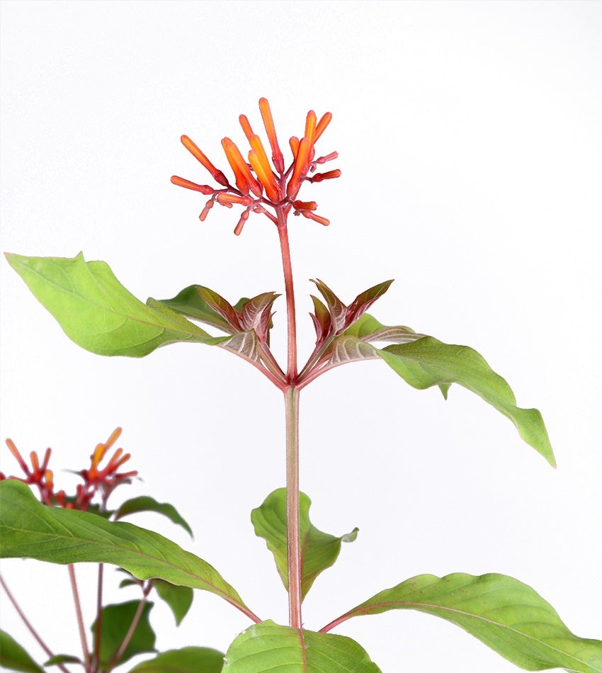 Hamelia – 4 Plants + 1 Free