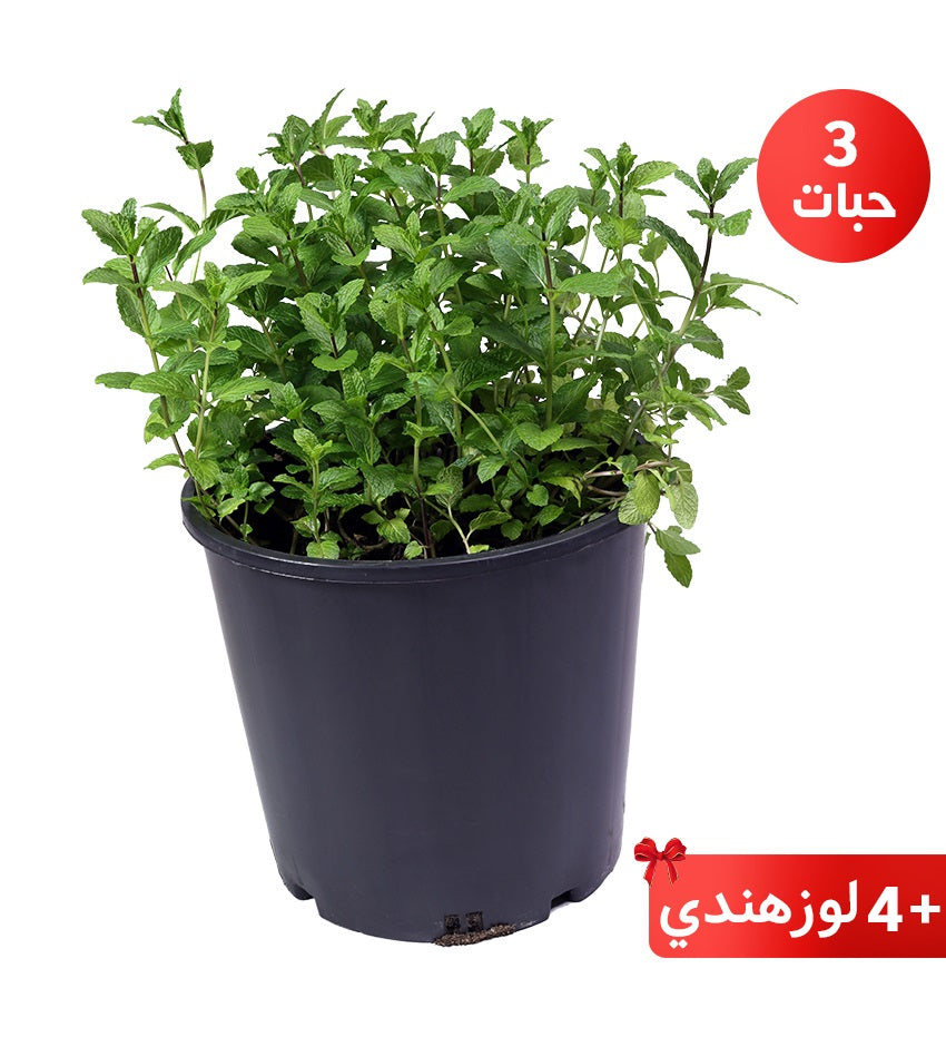 Aromatic Plant Collection