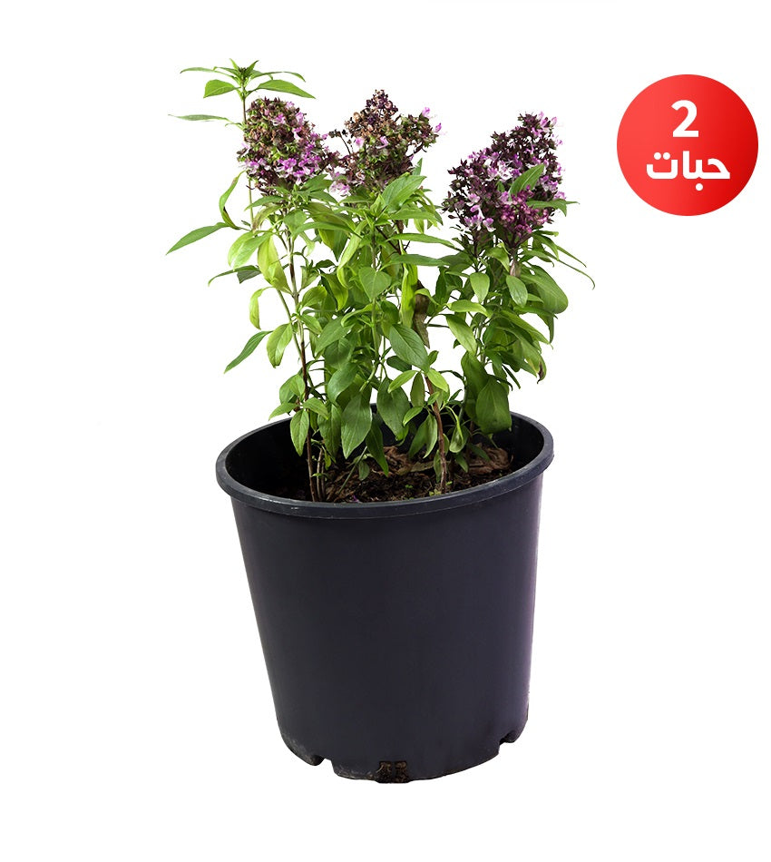Aromatic Plant Collection