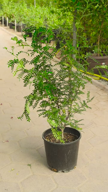 Balsam (Impatiens) – 8 Plants