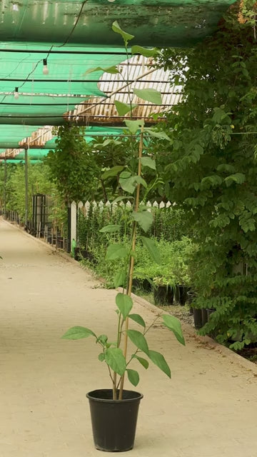 Pomelo (Pummelo) – 3 Plants