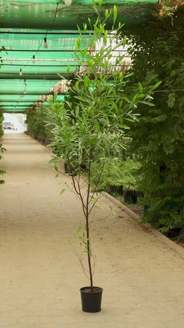 Dodonaea – 15 Plants