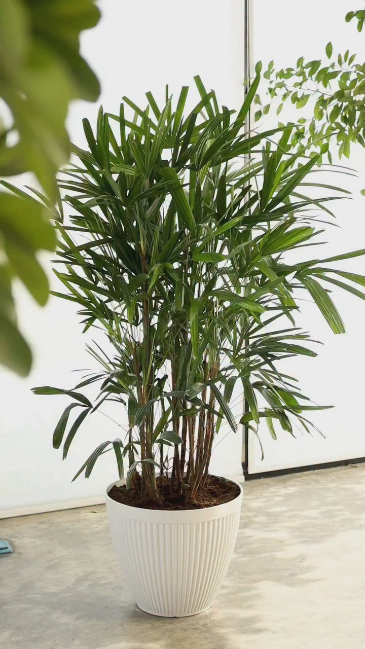 Large Lady Palm in a Plastic Pot + Free Water Spray