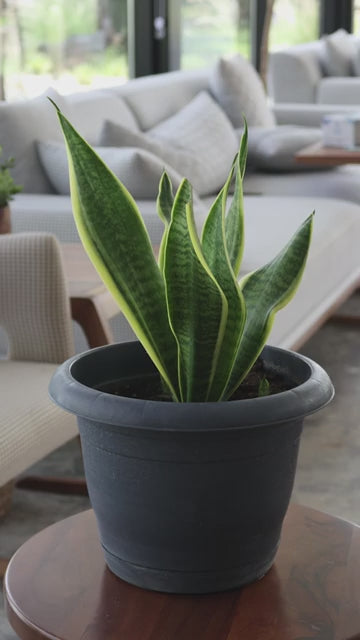 Yellow Sansevieria – 3 Plants