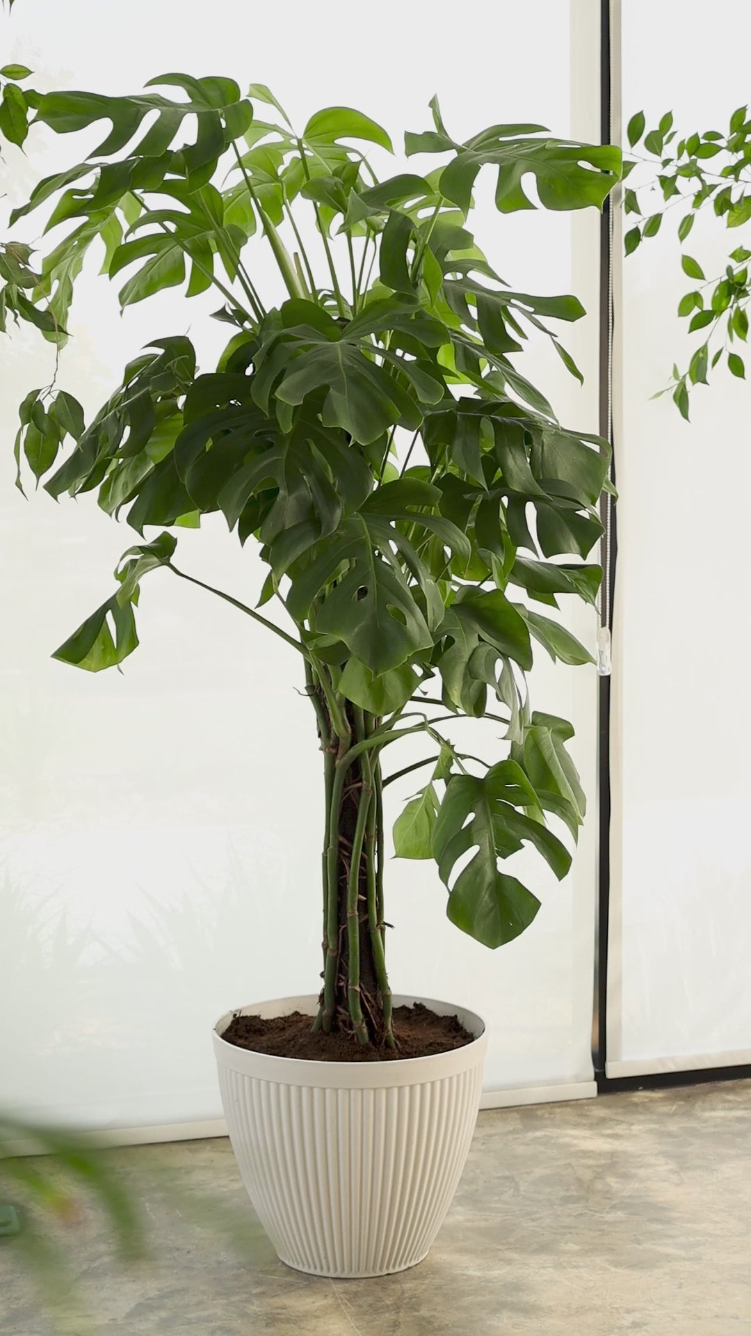 Monstera (Small size) in plastic pot