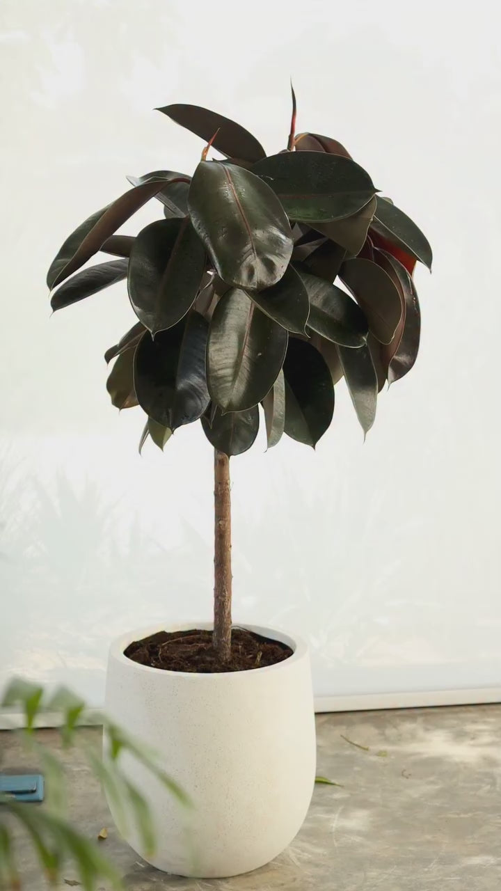 Rubber Plant (Ficus elastica) in a Fiberglass Pot + Free Water Sprayer